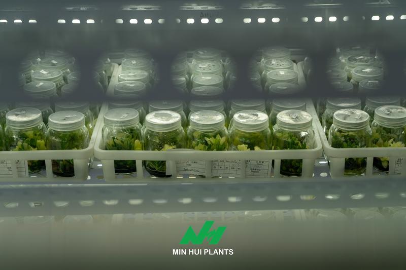 The Most Fragile Stage in Tissue Culture Is Not the Laboratory: Why Acclimatization Determines Commercial Success
